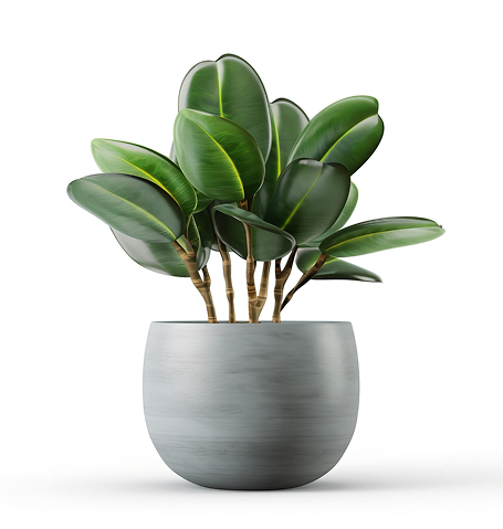 Inicio outdoor plant