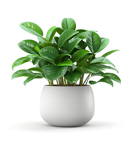 Inicio succulents